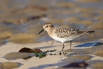 Брегобегач на Бейрд/Calidris bairdii, Семейство Бекасови
